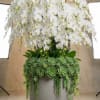 White orchids arranged above a succulent-covered planter