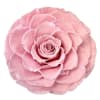 Single pink rose bloom on a white background