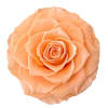 Single peach rose bloom on a white background