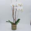 White orchid plant in a clear glass cylinder vase