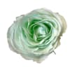 Single pale mint-green rose bloom on a white background