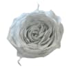 Single white rose bloom on a plain background