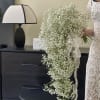 Large cascading bouquet of white baby's breath with a ribbon tie