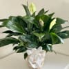 Potted peace lily with white blooms and a white ribbon