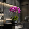Purple orchids in a black pot on a reception desk