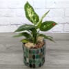 Potted green houseplant in a mosaic glass container