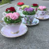 Teacups filled with roses and moss on matching saucers