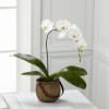 White orchid plant in a woven basket pot on a table