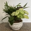 A lavish garden of easy to care for house plants artfully arranged