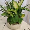 Mixed green houseplants in a white ceramic bowl planter