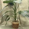 Potted tropical plant with large variegated green leaves in a woven basket