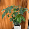 Potted money tree plant in a wooden planter