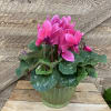 Pink cyclamen in a green glass pot