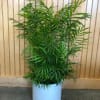 Potted green palm plant in a white container