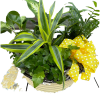 Potted green plant arrangement with a yellow polka-dot bow