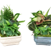 Great easy to care for plat gift!