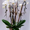White orchid plant in a white pot with support stakes