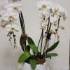 White orchids in a white pot with broad green leaves