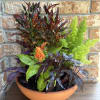 Potted mixed foliage plant arrangement in a terracotta bowl