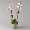 Potted orchid arrangement with pink-and-white blooms in a gray container