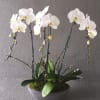 White orchids arranged in a shallow gray bowl