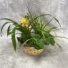 A beautiful, assorted mix of house plants for the home. 
Comes with