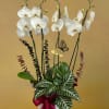Elegant white orchids paired with lush green foliage and accent eucalyptus, beautifully