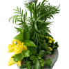 Mixed green plants with flowering arranged in a whimsical
tin shower container