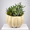 Succulent arrangement in a cream pumpkin-shaped planter