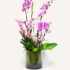 Multiple orchids expertly composed into a beautifully pink array.Unique low-height orchids come