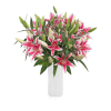 Starfighter Hot Pink Oriental Lilies are one of the most exquisite lily
