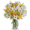 Immerse yourself in the enchanting world of daisies, where each delicate petal