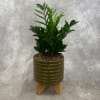 Potted green plant in a ribbed ceramic planter on a wooden stand