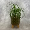 Potted green plant in a ribbed ceramic pot on a wooden stand
