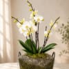 White and pale yellow orchids in a metal basket planter