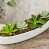 Succulent arrangement in a white boat-shaped planter