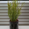 Potted succulent plant with tall green stems in a black ribbed planter