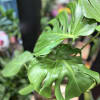 Close-up of a potted monstera plant with split green leaves