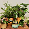Assorted potted houseplants arranged on a wooden surface