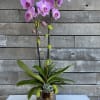 Pink orchid arrangement in a metallic pot with succulents