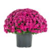 Potted arrangement of bright pink chrysanthemums in a gray container