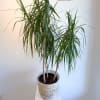 Potted dracaena plant in a woven basket planter