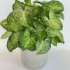 Potted green houseplant with variegated arrow-shaped leaves in a white ceramic pot