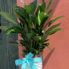 Potted peace lily plant with white blooms and a blue ribbon