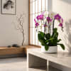 Potted orchids with pink and white blooms in a white planter