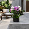 Potted orchid arrangement with white and purple blooms in a black planter