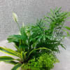 Potted green plant arrangement with white blooms in a woven basket