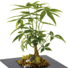 Potted money tree plant with braided trunk and rocks on top of soil