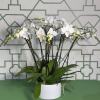 White orchids arranged in a white pot with broad green leaves
