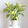 Potted plant with broad variegated green leaves in a white container